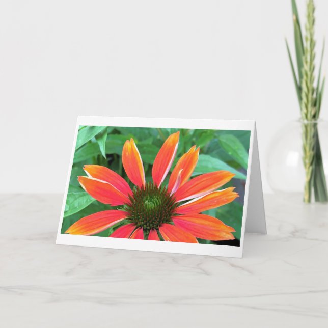 Coneflower, card kort (Framsida)