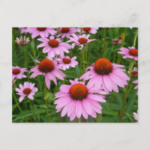 Coneflower fält vykort