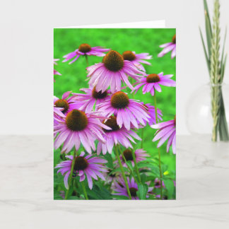 Coneflower hälsningkort kort
