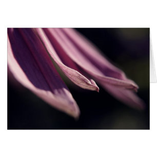 Coneflower Petals Card Hälsningskort