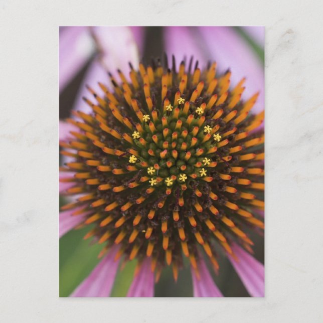 Coneflower Photo Postcards Vykort (Framsida)