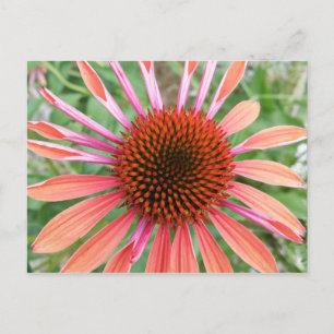 Coneflower/Rudbeckia Flower Postkort Vykort