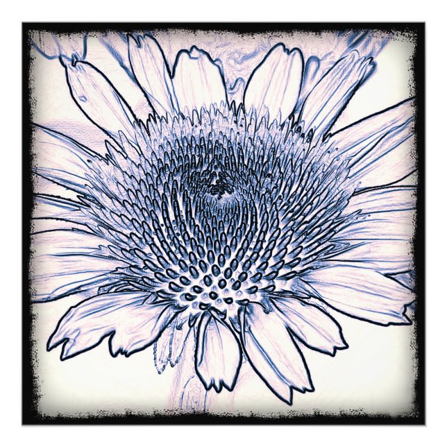Coneflower Sketch Fototryck (Framsidan)