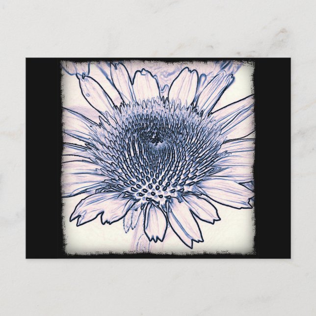 Coneflower Sketch-vykort Vykort (Framsida)