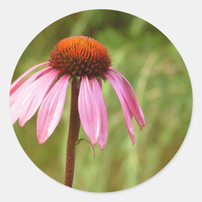 Coneflower Sticker Runt Klistermärke (Framsida)