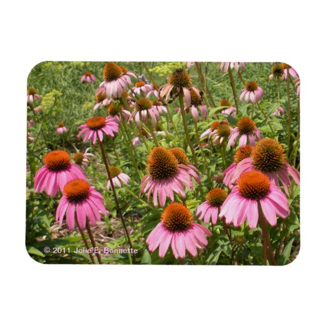 Coneflowers Flexi Magnet (Horisontell)