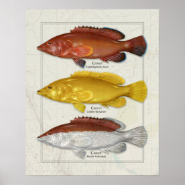 Coney Grouper med Färg variationer Poster
