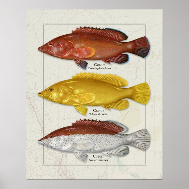 Coney Grouper med Färg variationer Poster (Framsidan)