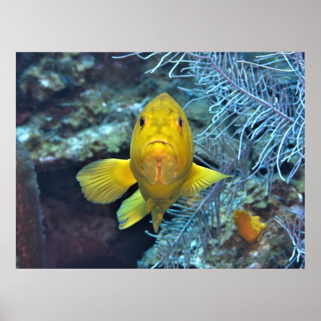 Coney i Gult Poster (Framsidan)