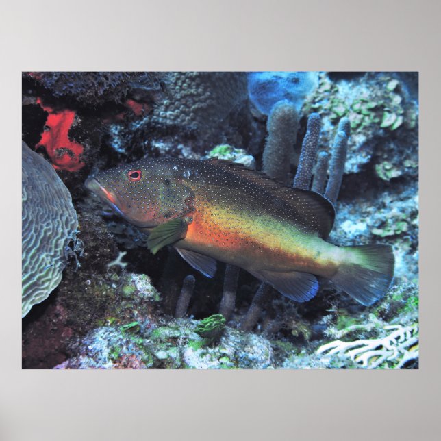 Coney Poster (Framsidan)