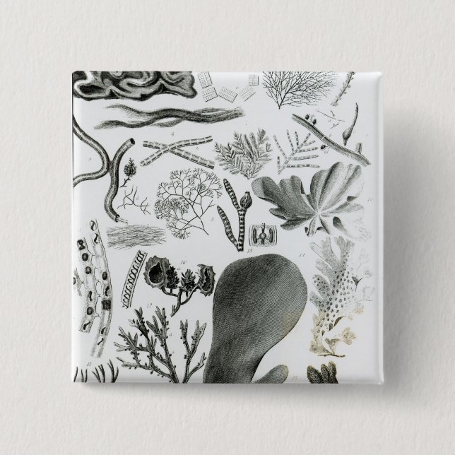 Conferra Fucus Knapp (Framsida)