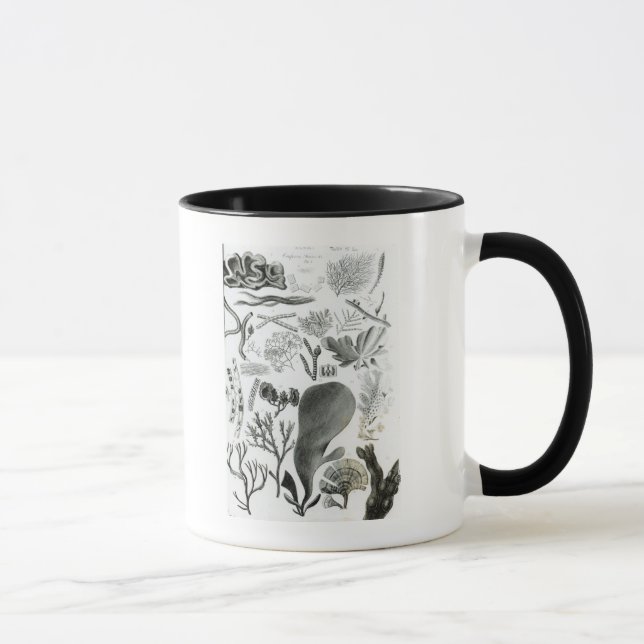 Conferra Fucus Mugg (Höger)