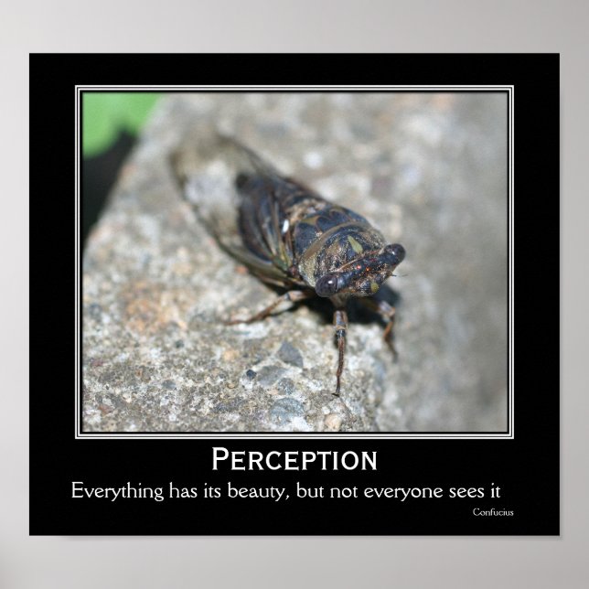 Confucius Quote Beauty Cicada Motivational Poster (Framsidan)