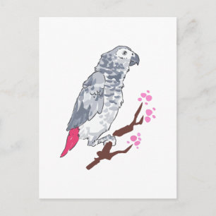 CONGO AFRICAN GRÅTT PARROT VYKORT