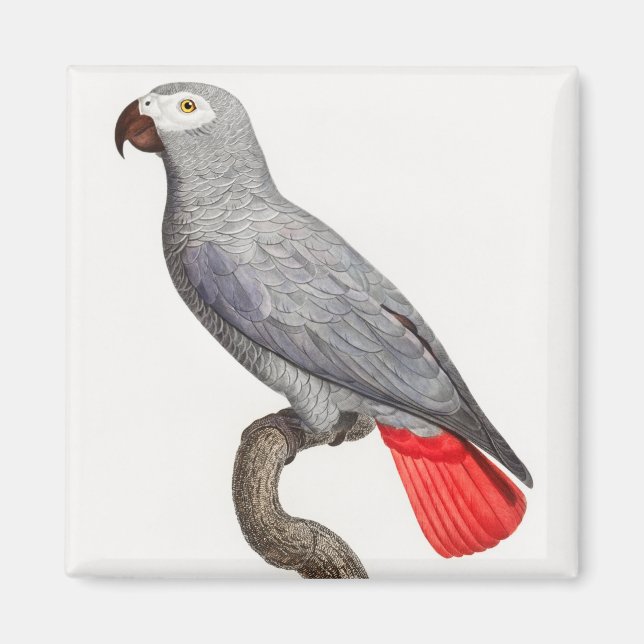 CONGO GRÅTT PARROT MAGNET (Framsidan)