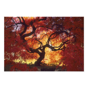 Connecticut: Darien, Japansk lönn 'Acer Fototryck