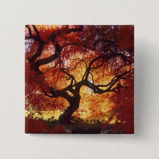 Connecticut: Darien, Japansk lönn 'Acer Knapp (Framsida)
