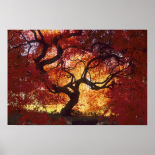 Connecticut: Darien, Japansk lönn 'Acer Poster