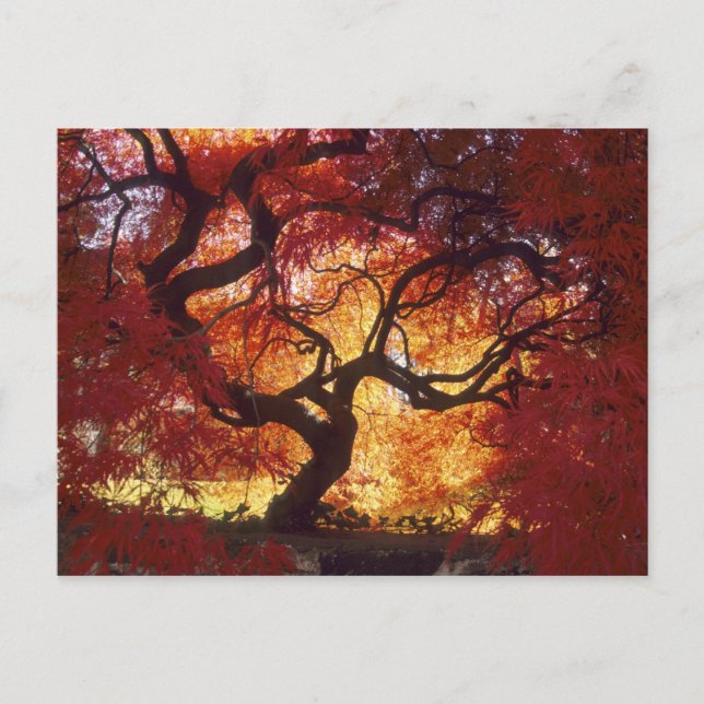 Connecticut: Darien, Japansk lönn 'Acer Vykort (Framsida)
