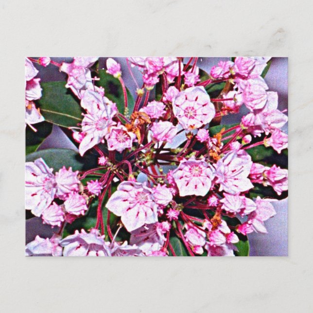 Connecticut Mountain Laurel Vykort (Framsida)