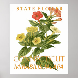 Connecticut Territory Blomma Mirabilis jalapa Poster