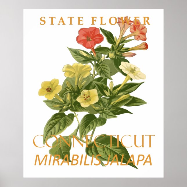 Connecticut Territory Blomma Mirabilis jalapa Poster (Framsidan)