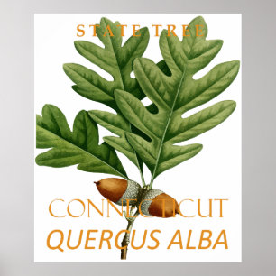Connecticut Territory Tree Den Vita Eken Poster