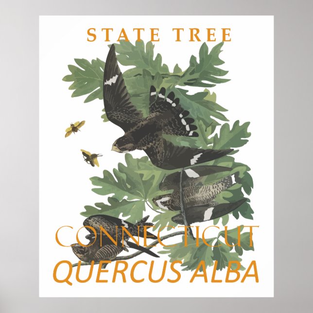 Connecticut Territory Tree The Charter Oak Poster (Framsidan)