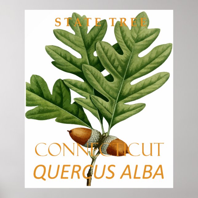 Connecticut Territory Tree The White Oak Poster (Framsidan)