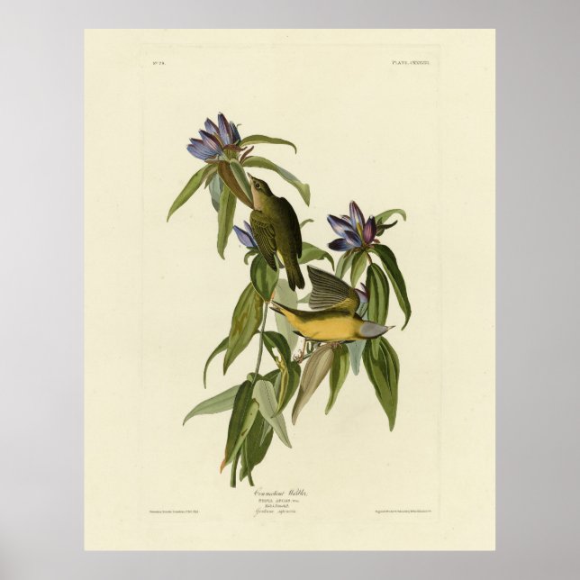 Connecticut Warbler - Audubon's Birds of America Poster (Framsidan)
