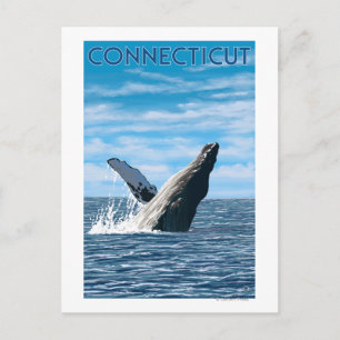 ConnecticutHumpback Whale Scene Vykort
