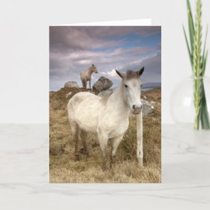 Connemara Ponies Kort