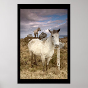 Connemara Ponies. Poster med cARTerART