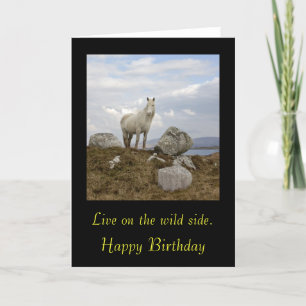 Connemara Pony, bor på vilden. , Lycklig ... Kort