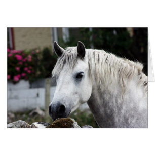 Connemara Pony Hälsningskort