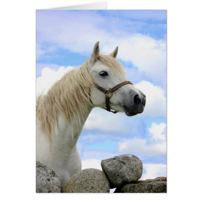 Connemara Pony Hälsningskort (Framsidan)