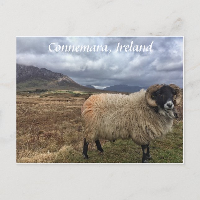 Connemara Sheep, Irish Postcard Vykort (Framsida)