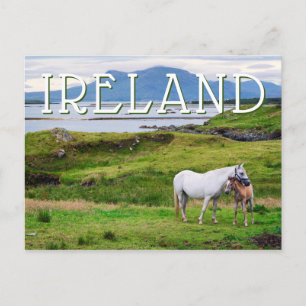 Connemaras hästar   Galway, Irland Vykort