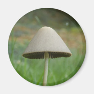 Conocybe rickenii Svamp Magnet