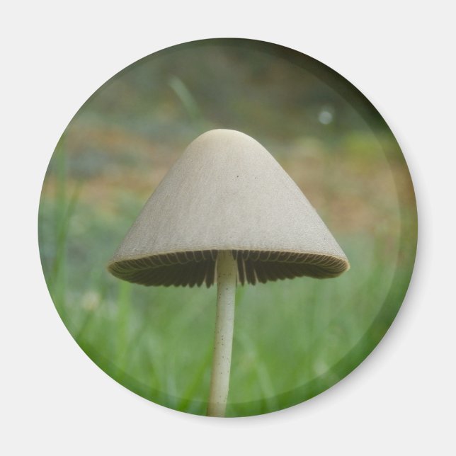 Conocybe rickenii Svamp Magnet (Framsidan)