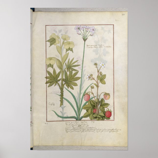 Consiligo, Burreed and Strawberry Poster (Framsidan)