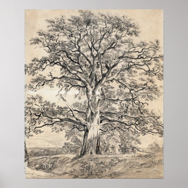 Constable - Ett Stort Ekträd 1801 Poster (Framsidan)
