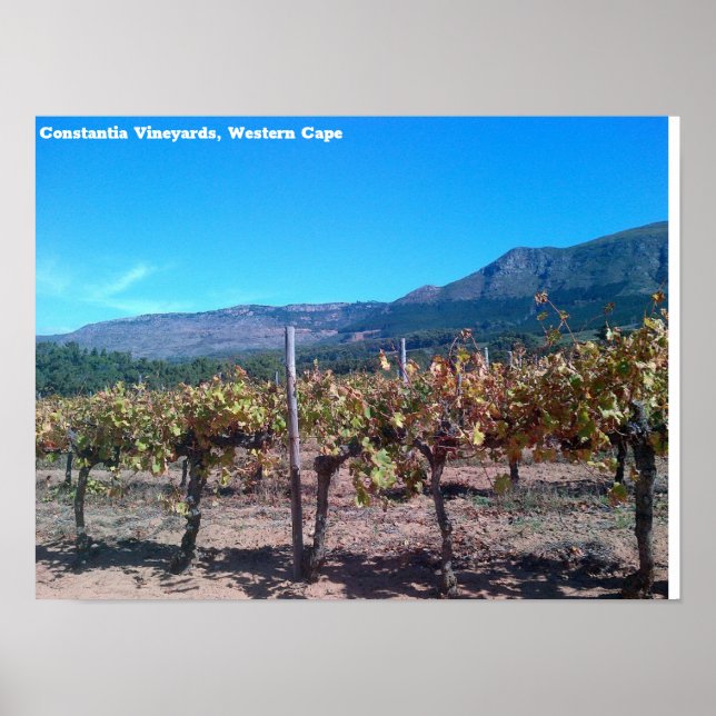 Constantia Vineyards, Westerna Kap Poster (Framsidan)
