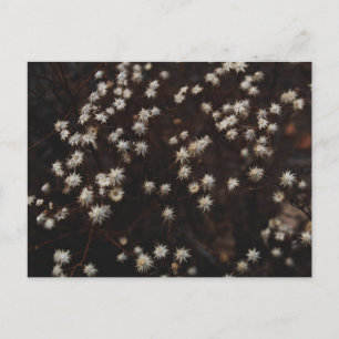 ’Constellation Bosque’ Vykort