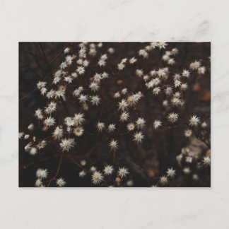 ’Constellation Bosque’ Vykort