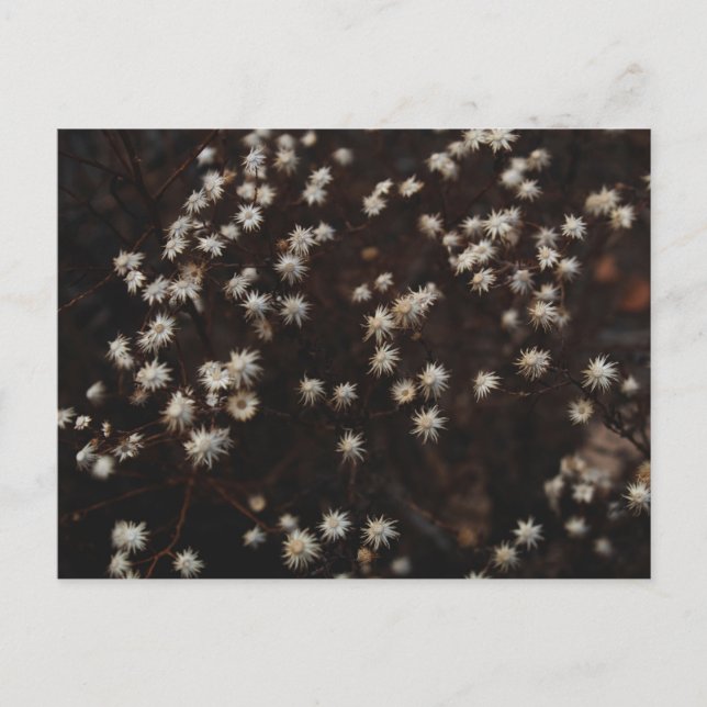 ’Constellation Bosque’ Vykort (Framsida)