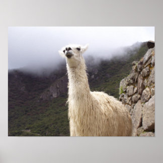 Contemplating Llama poster