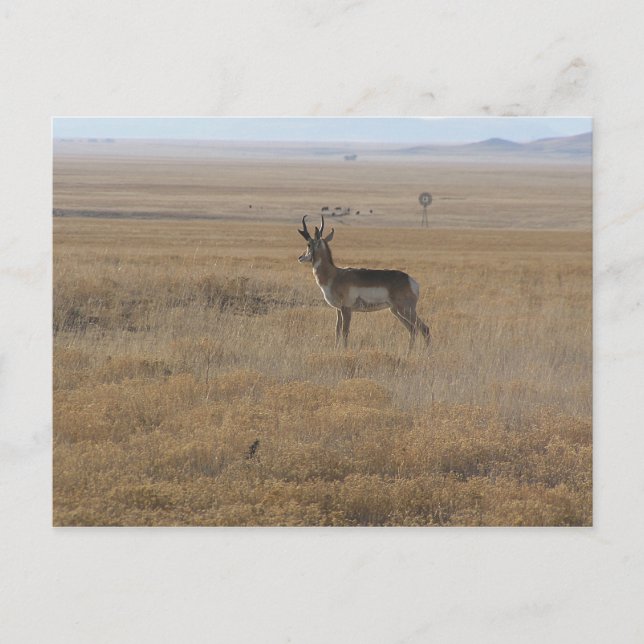 Contemplative Antelope Vykort (Framsida)