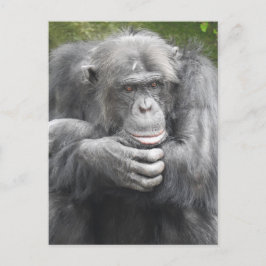 Contemplative Chimpanzee Helg Vykort