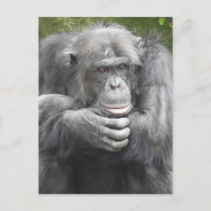 Contemplative Chimpanzee Helg Vykort